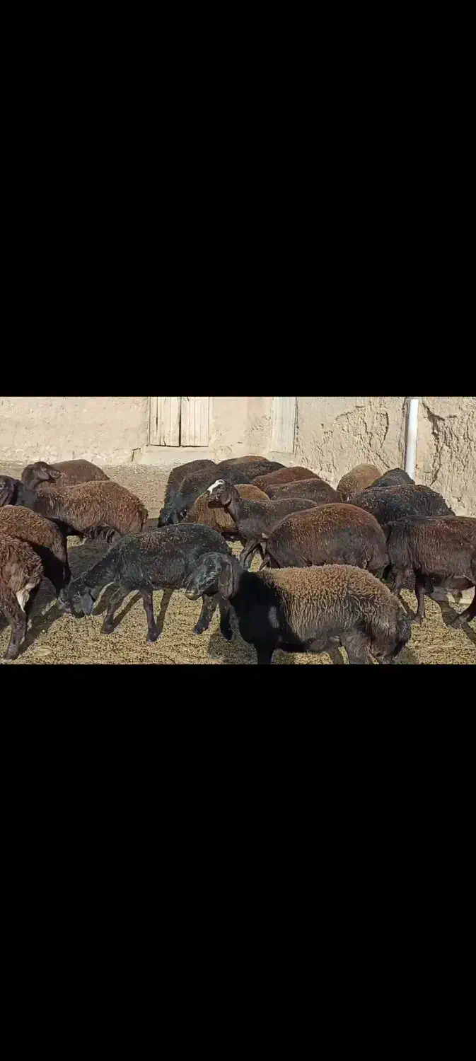 بره افشار نروماده|حیوانات مزرعه|بجنورد, |دیوار