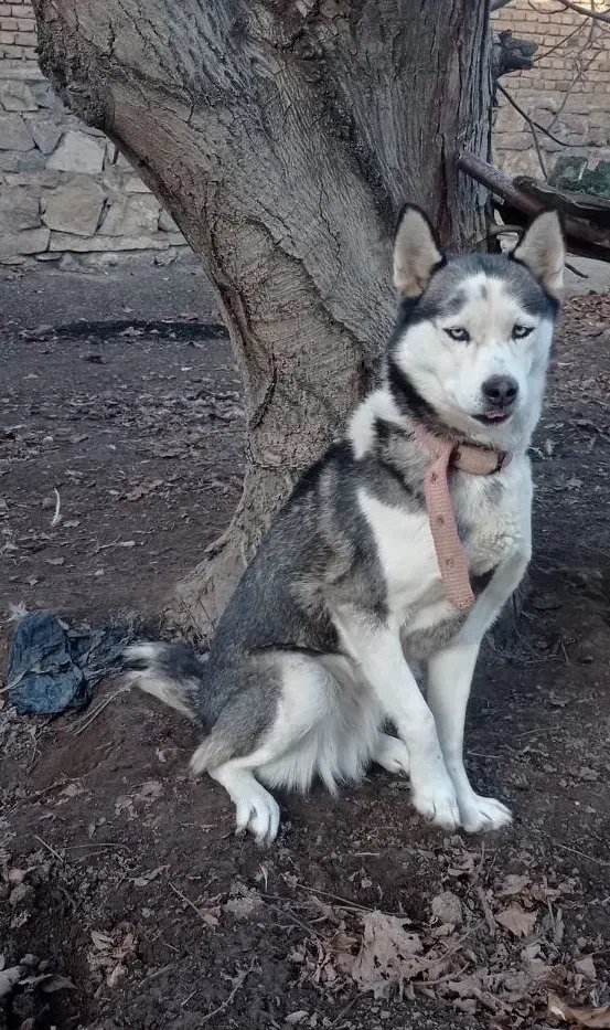 سگ هاسکی|سگ|ملکان, |دیوار