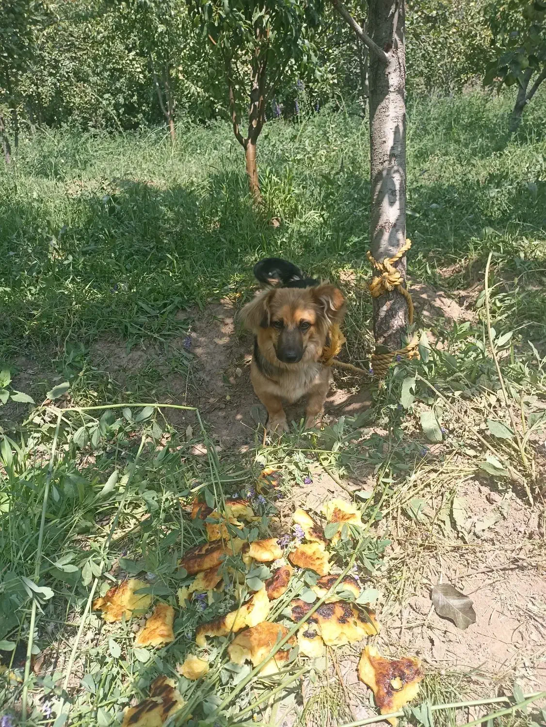 سگ پاکوتاه|سگ|صائین قلعه, |دیوار