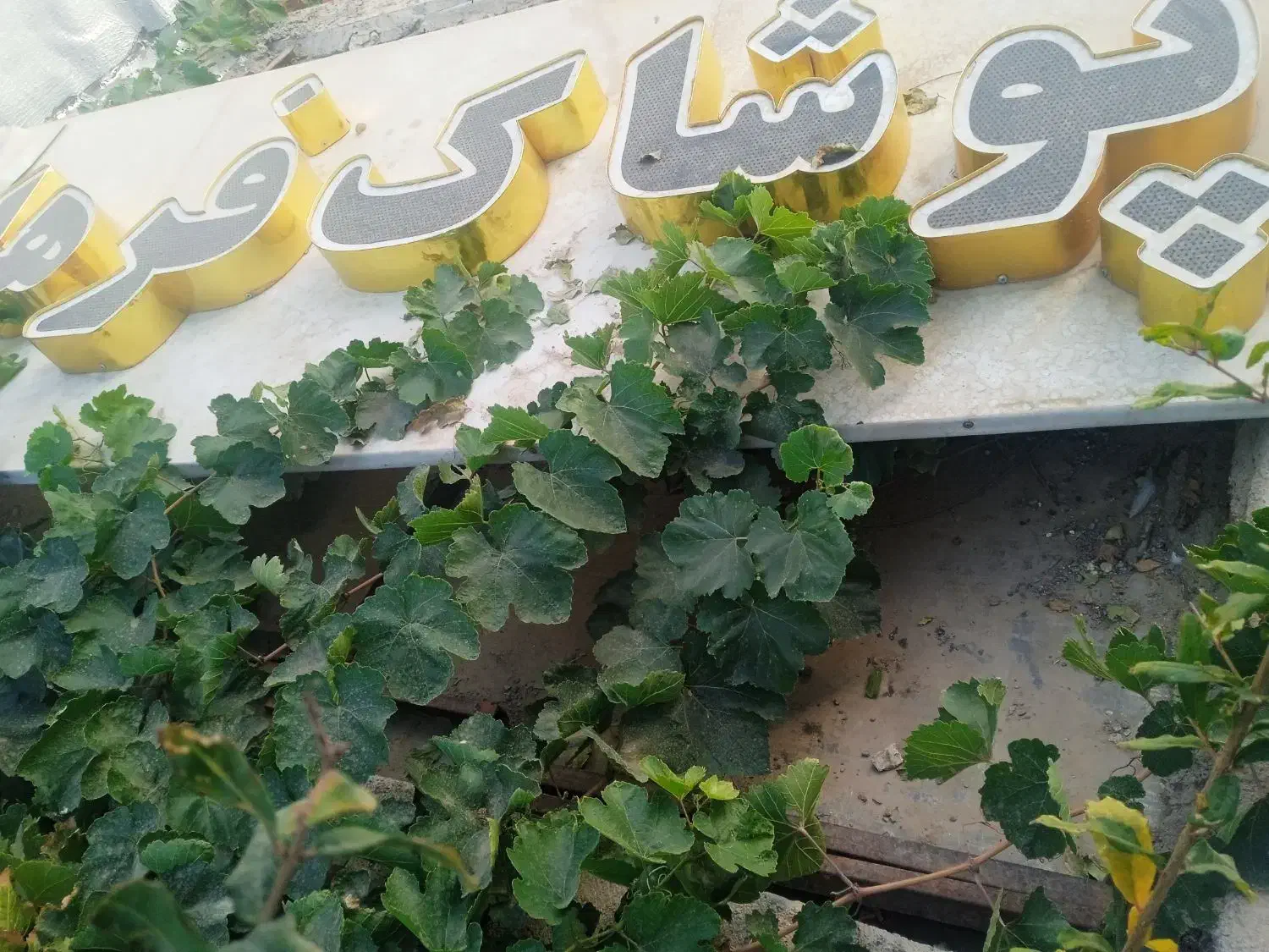 تابلو چلنیوم پوشاک فرهاد سالم نو نو|فروشگاه و مغازه|تربت‌حیدریه, حسنی بالا|دیوار