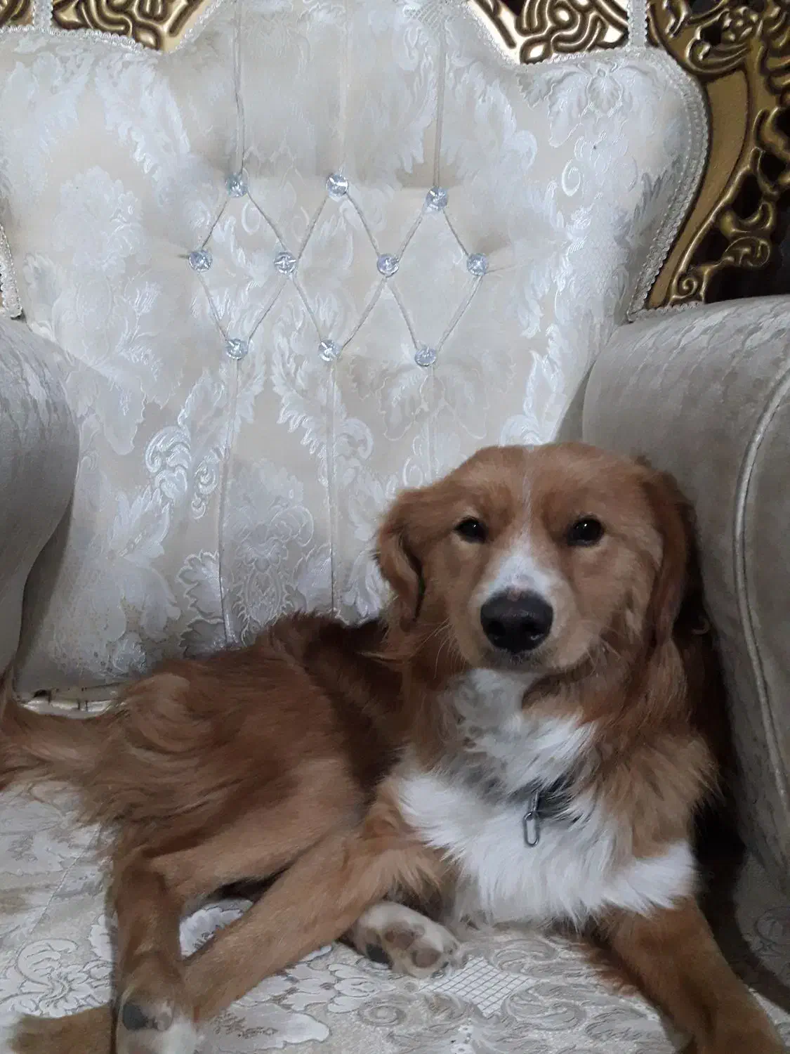 واگزاری سگ اشپیتز|سگ|کامیاران, |دیوار