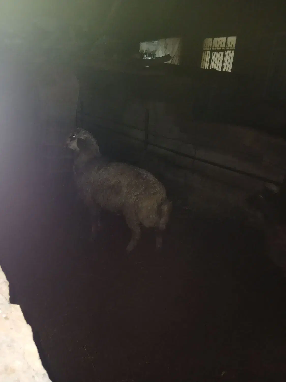 بره نر ۶۰ کیلو|حیوانات مزرعه|رضویه, |دیوار