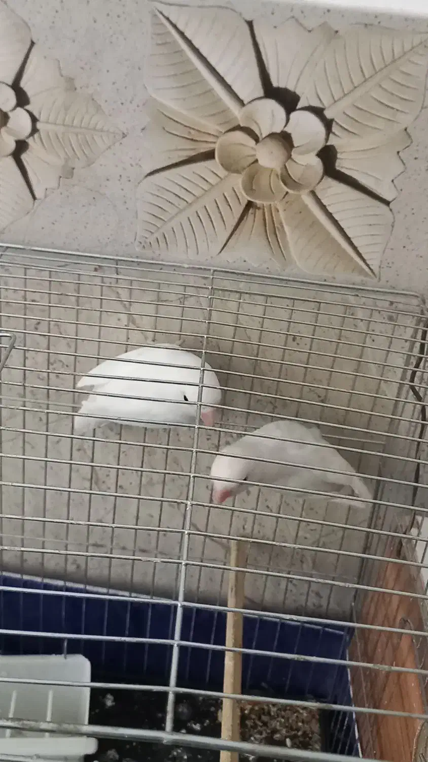 یک جفت کوتوله برزیلی سفید|پرنده|رفسنجان, |دیوار