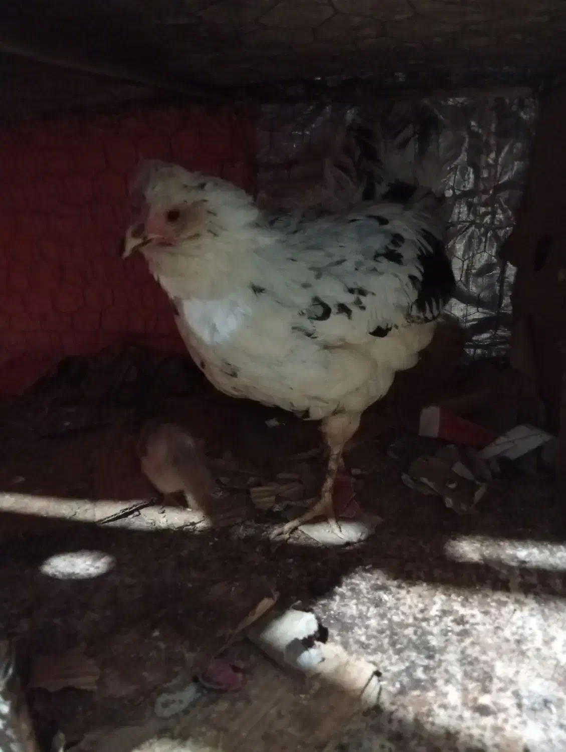 جوجه و مرغ|حیوانات مزرعه|شهرضا, |دیوار