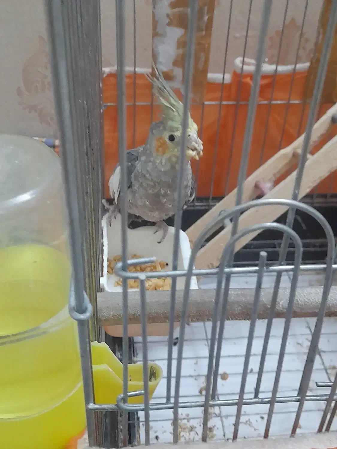 عروس هلندی نر|پرنده|تهران, شکوفه (عبدل آباد)|دیوار