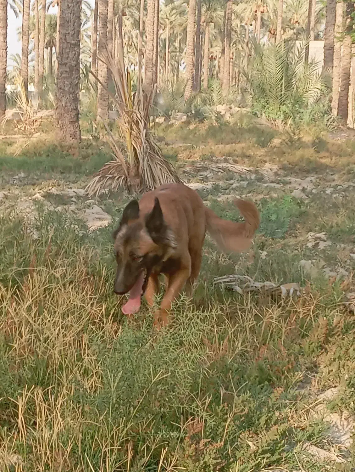 مفقود شدن دوتا سگ مالینیوز|سگ|سعدآباد, |دیوار