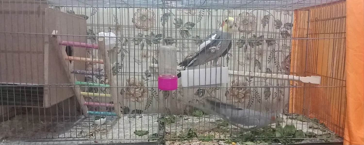 ۳تا عروس هلندی|پرنده|سلماس, |دیوار