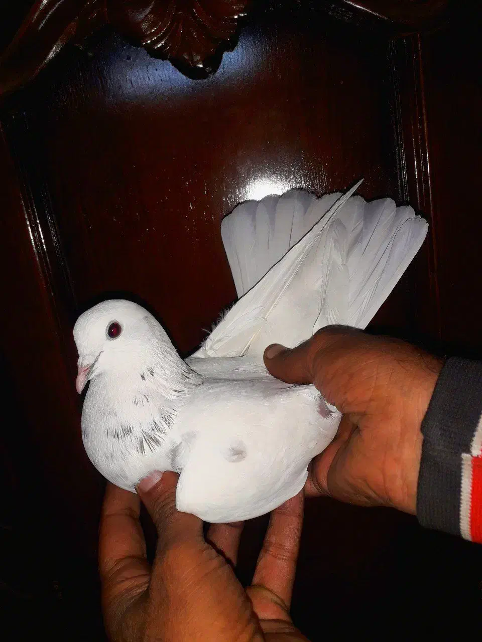 کبوتر پرشی|پرنده|تهران, بیسیم|دیوار