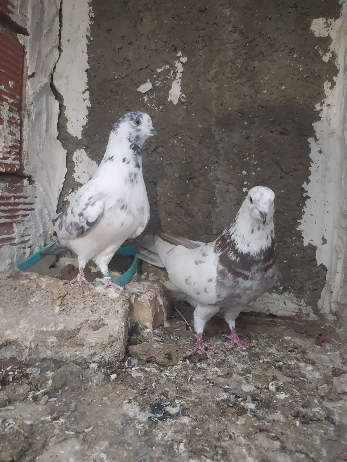 کبوتر پرشی و جوجه کشی|پرنده|سورک, |دیوار