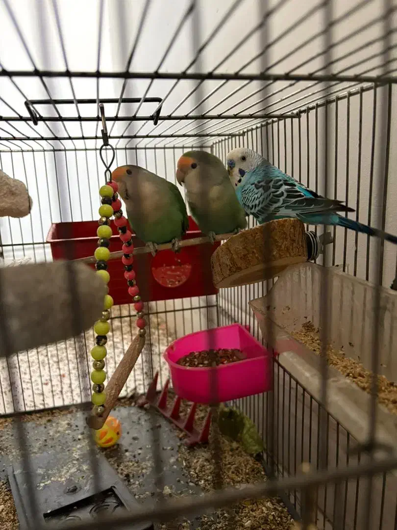 فروشی|پرنده|اندیشه, اندیشه فاز ۱|دیوار