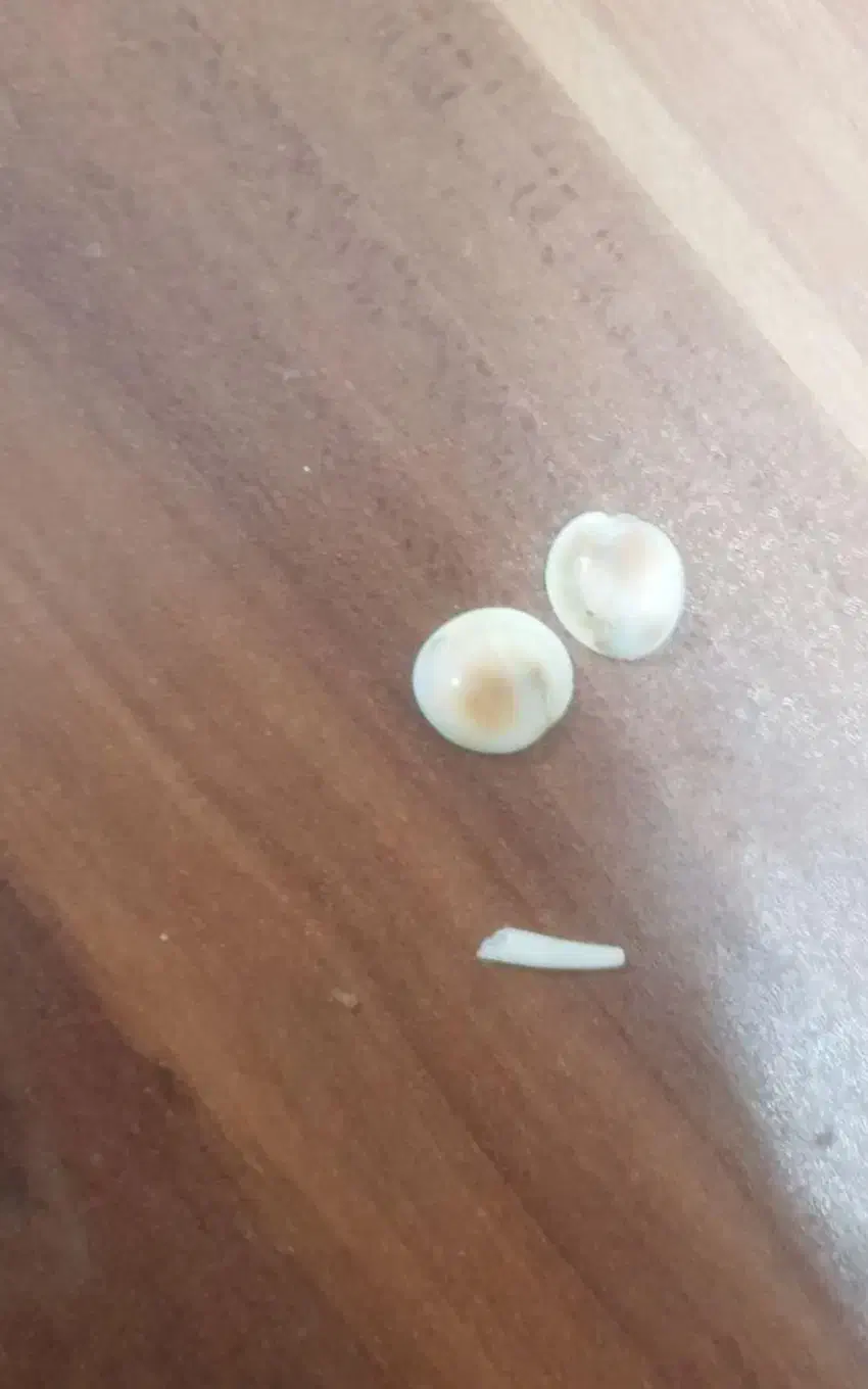 مهره با خواص|کلکسیون و سرگرمی|تربتحیدریه, شهرک ولیعصر|دیوار