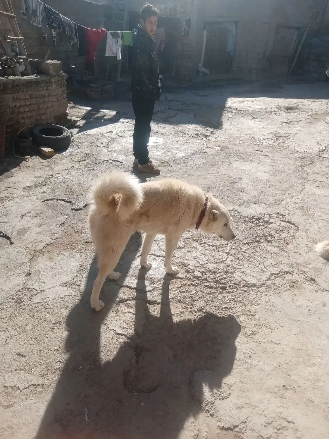 فروش|سگ|ارومیه, |دیوار