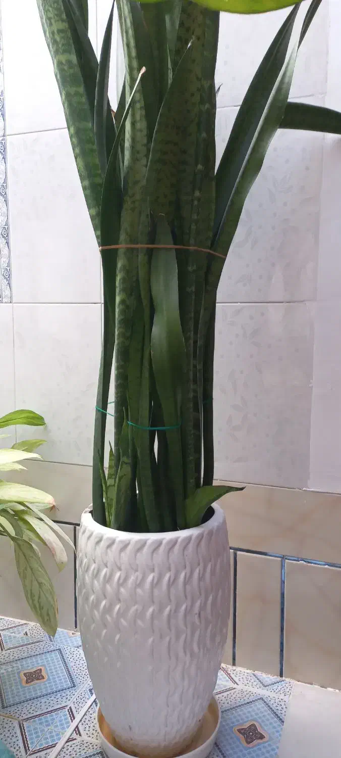 گل طبیعی|گل و گیاه طبیعی|شیراز, زیباشهر|دیوار