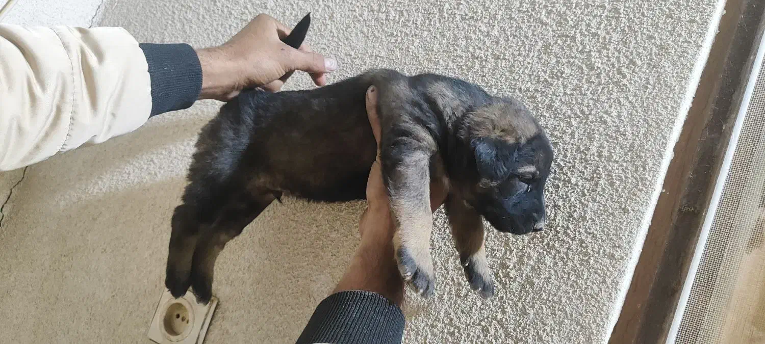 ۳ عدد سگ سرابی سطح یک|سگ|بندرعباس, |دیوار