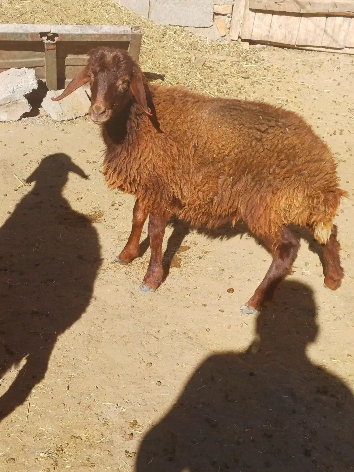 بره نر|حیوانات مزرعه|هریس, |دیوار