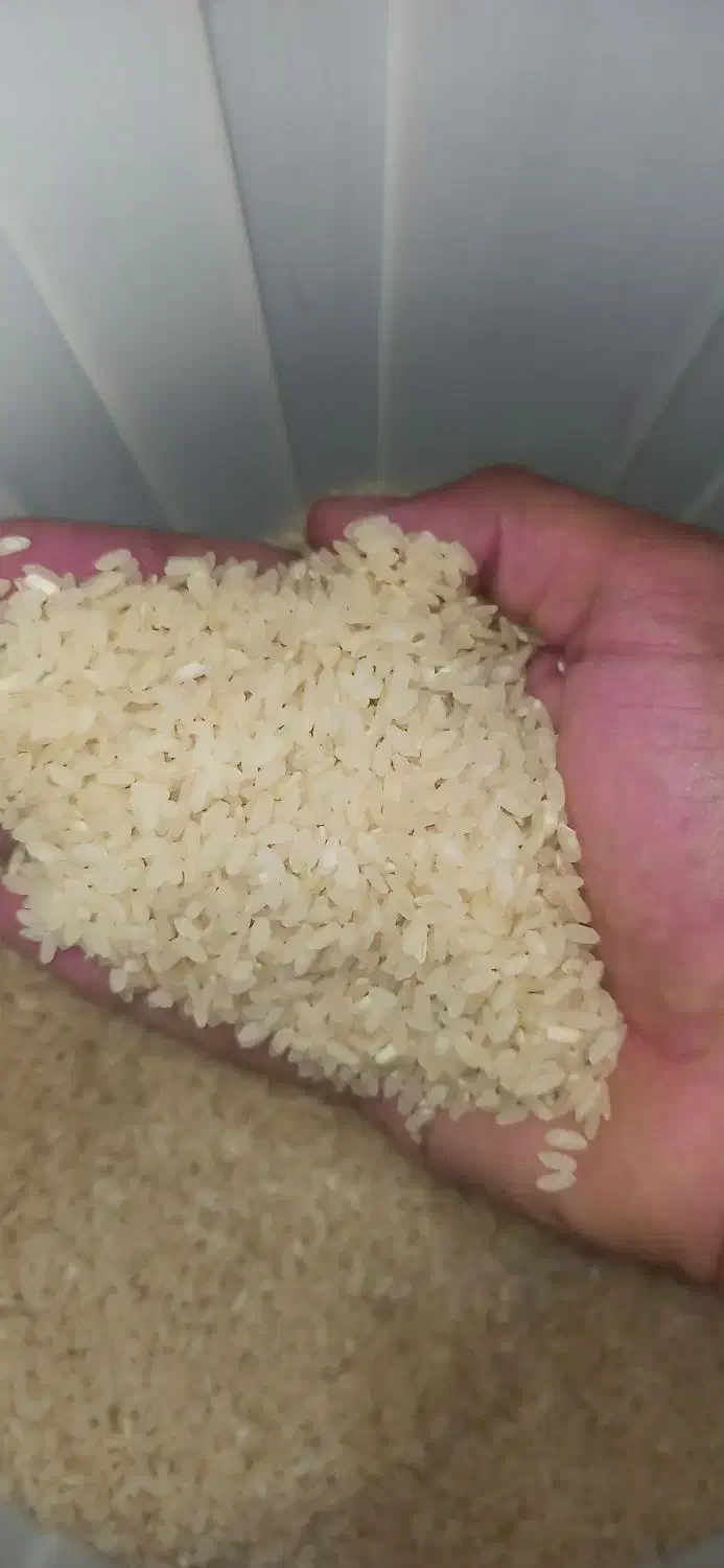 فروش برنج کامفیروزی درجه یک یک|خوردنی و آشامیدنی|شیراز, شهرک گلستان شمالی|دیوار