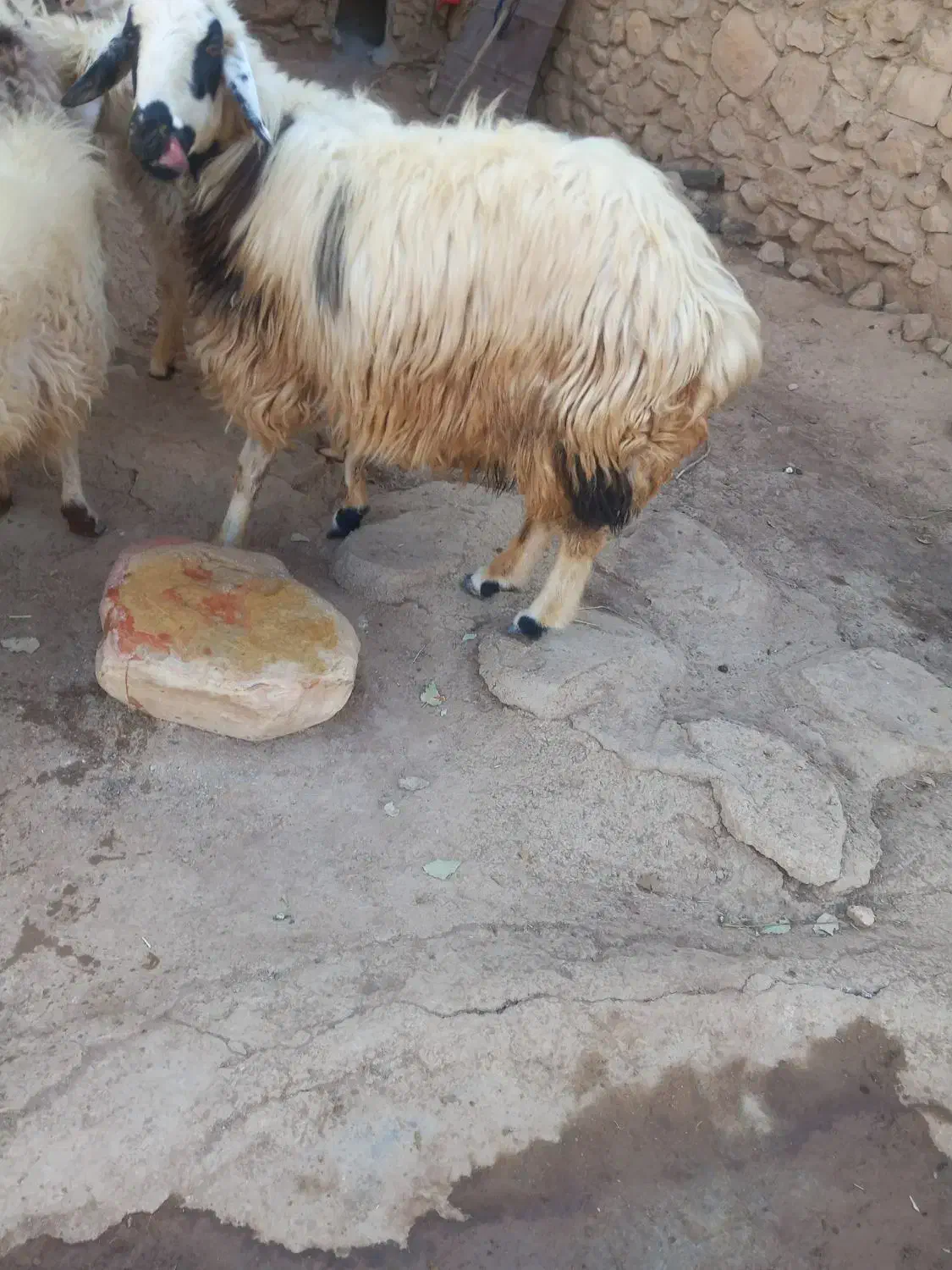 یک عدد میش‌ فروشی|حیوانات مزرعه|دیشموک, |دیوار