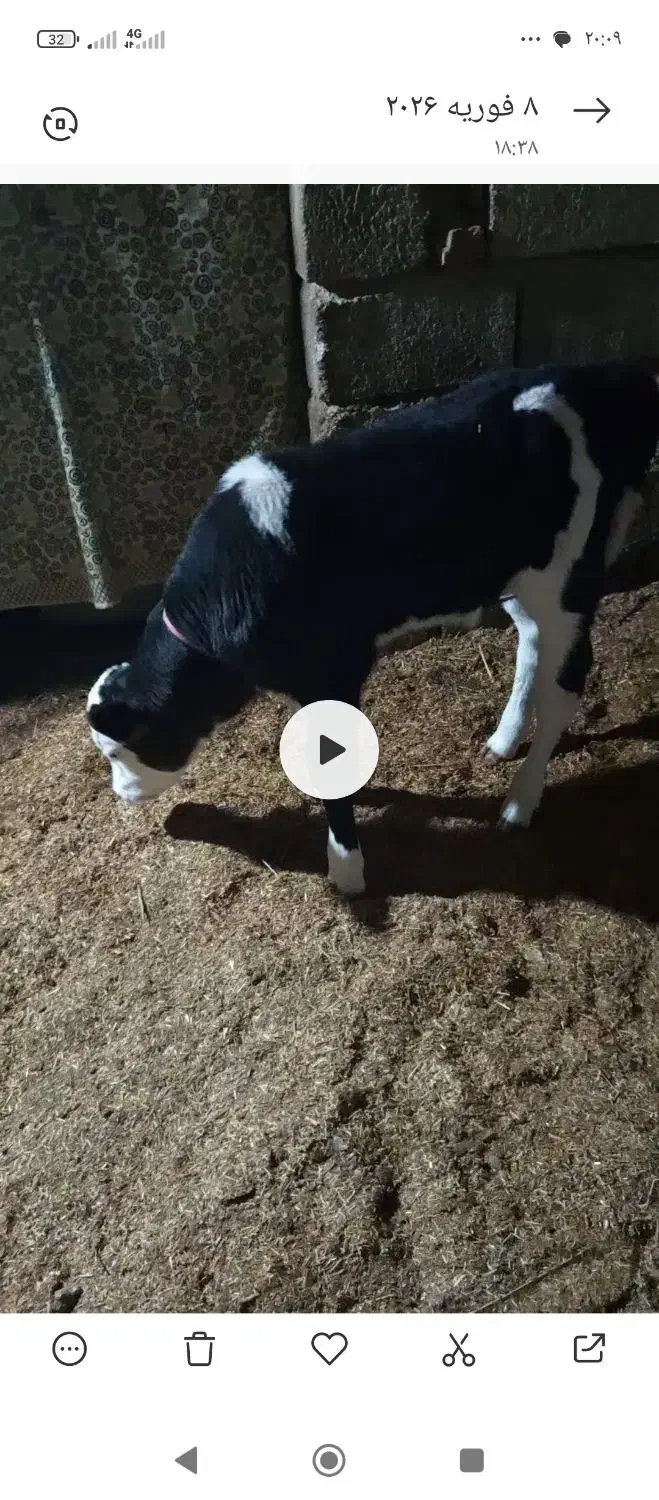 گاو گوساله نر|حیوانات مزرعه|گنبد کاووس, |دیوار