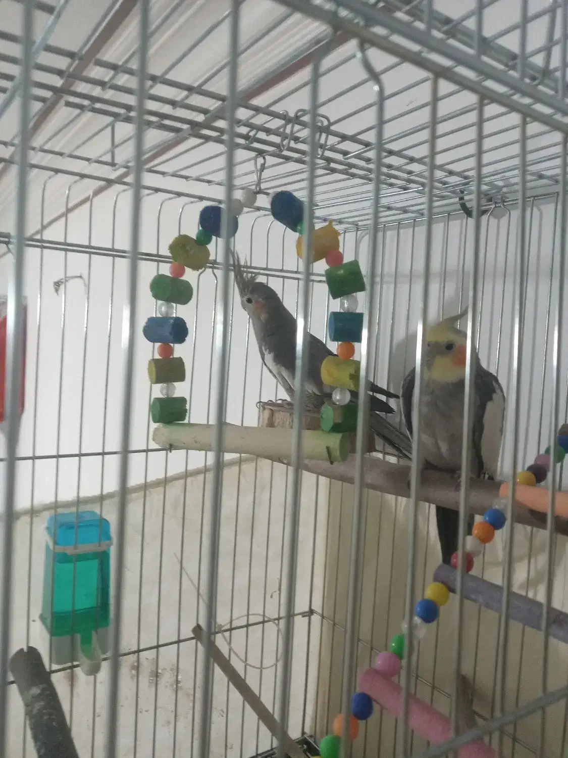 ۳تا عروس هلندی|پرنده|اقبالیه, |دیوار