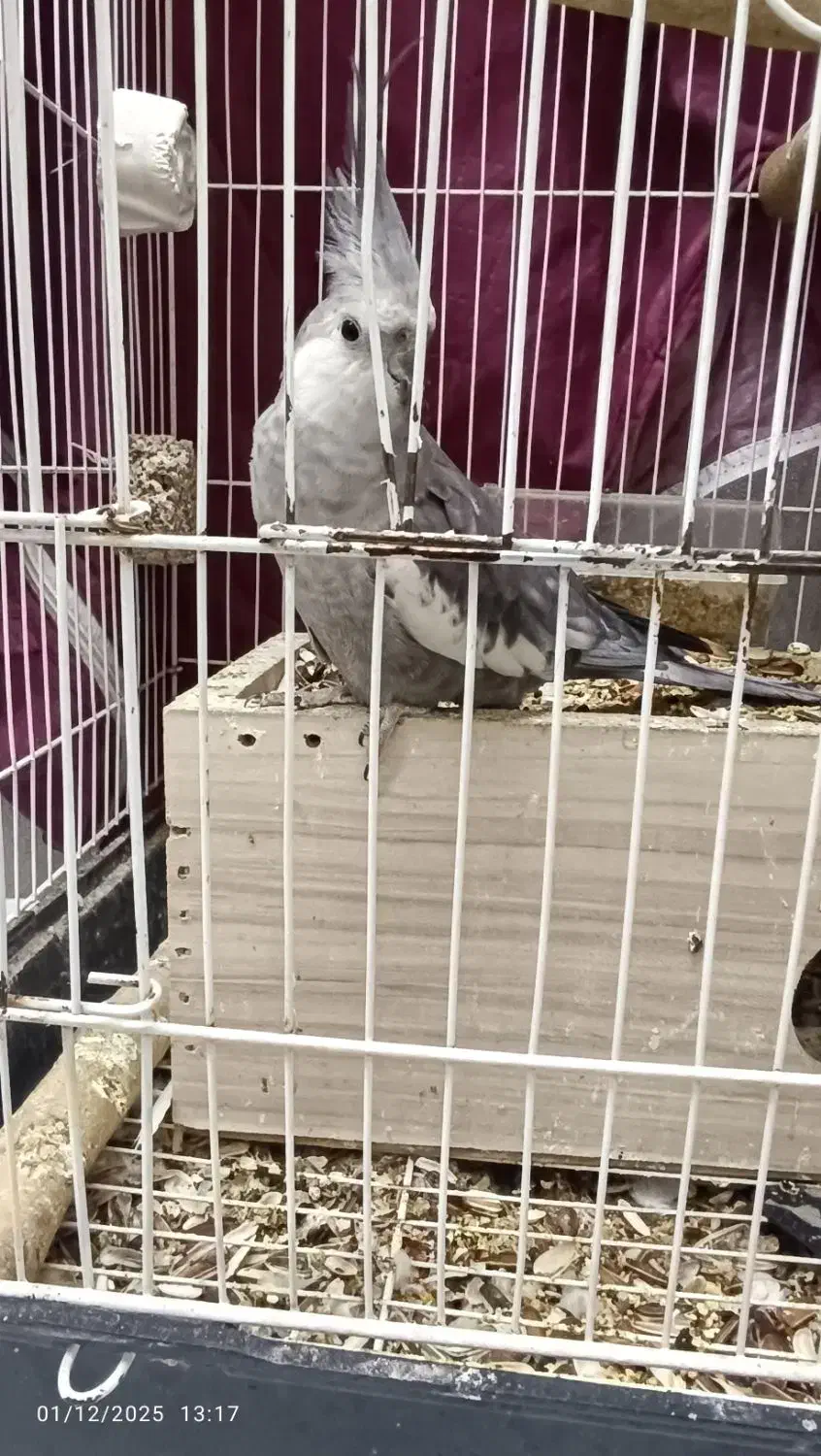 عروس هلندی|پرنده|همدان, |دیوار