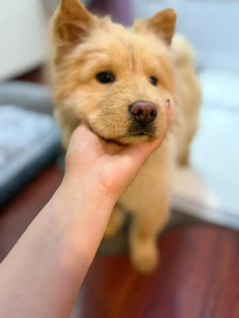 سگ چاو چاو|سگ|کرمان, |دیوار