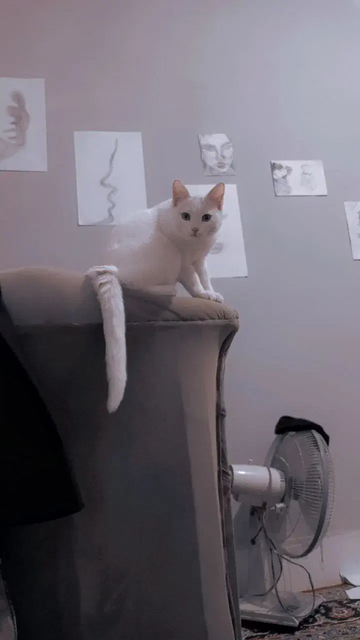 گربه پرشین|گربه|زرند, |دیوار