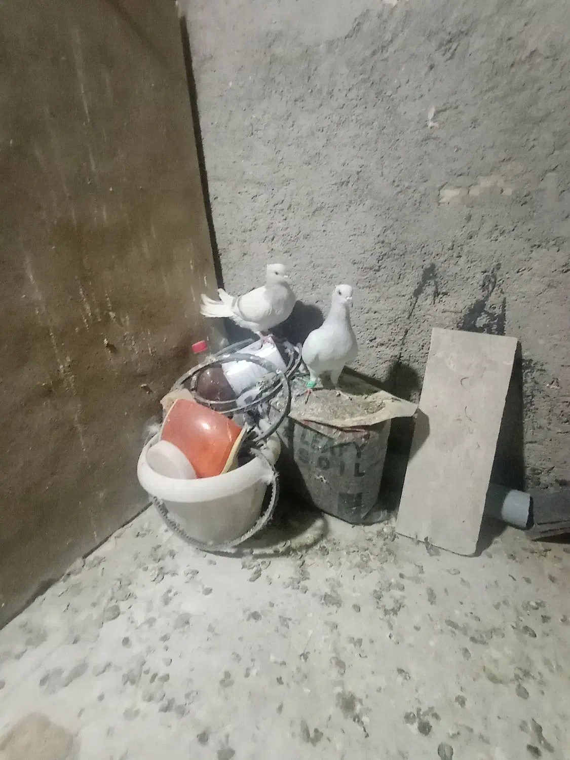 کبوتر رنگی|پرنده|سبزوار, امیر کبیر|دیوار