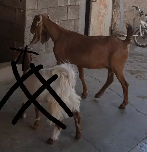 بز نجدی|حیوانات مزرعه|مسجد سلیمان, |دیوار