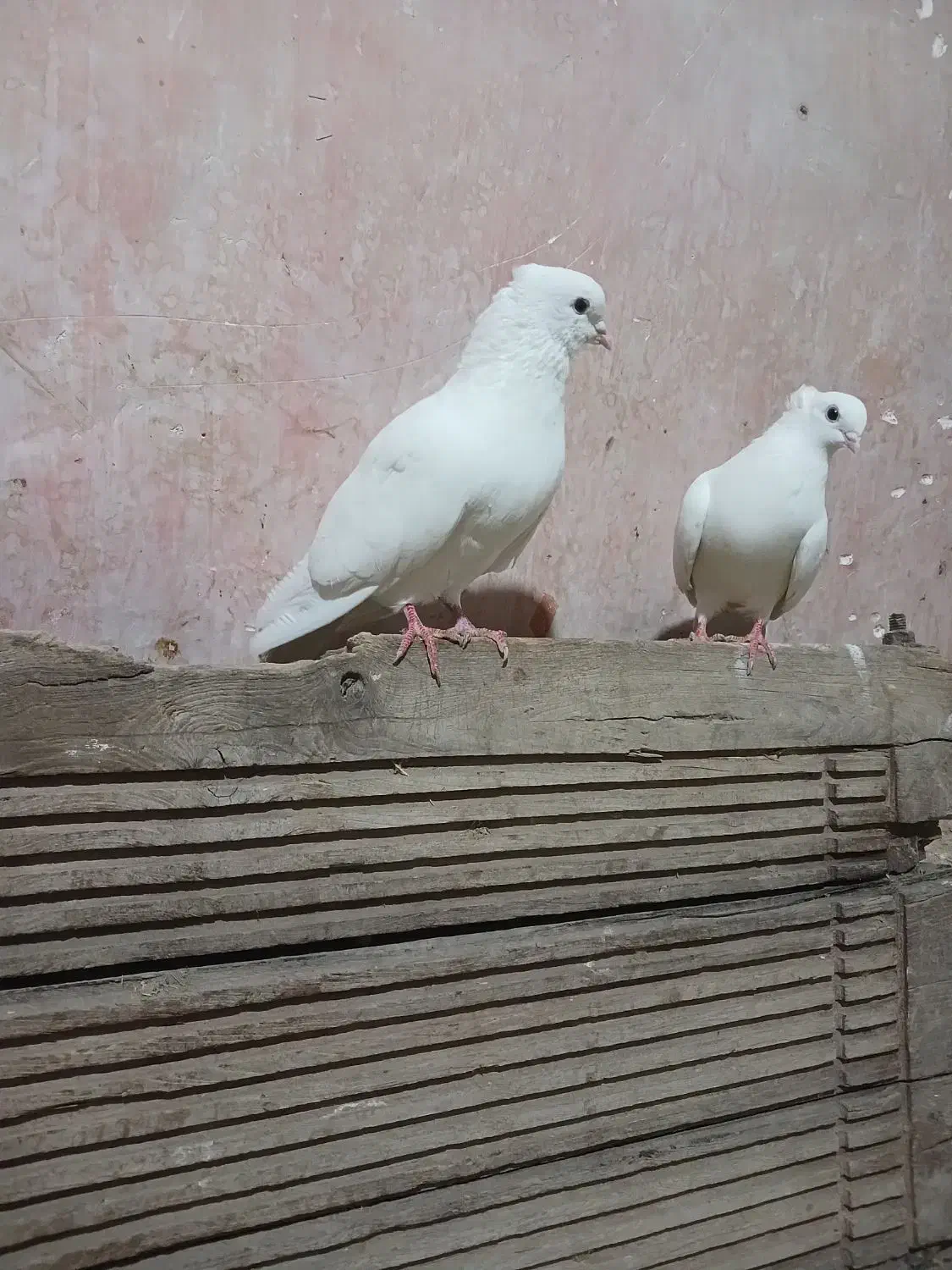 کبوتر|پرنده|خرمدره, |دیوار