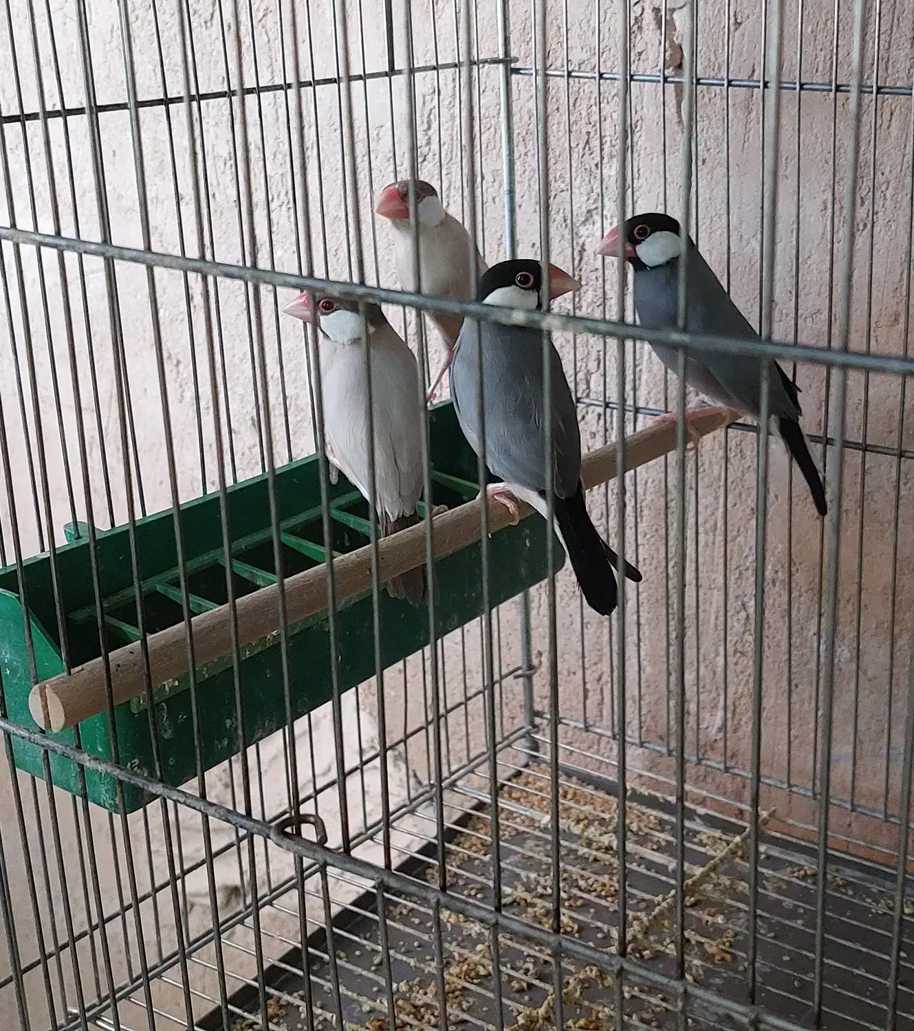 فروش فنچ تعدادی نرمال(بلبلی)|پرنده|خمینی‌شهر, |دیوار