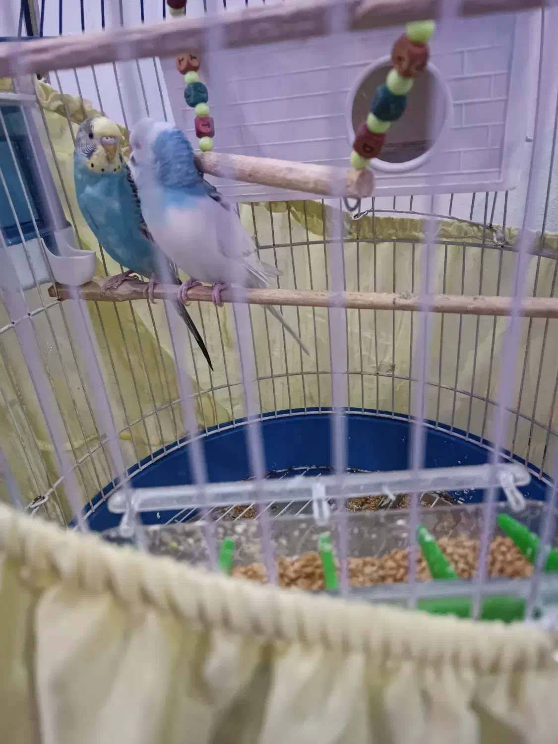 مرغ عشق‌|پرنده|فردیس, شهرک ارم|دیوار