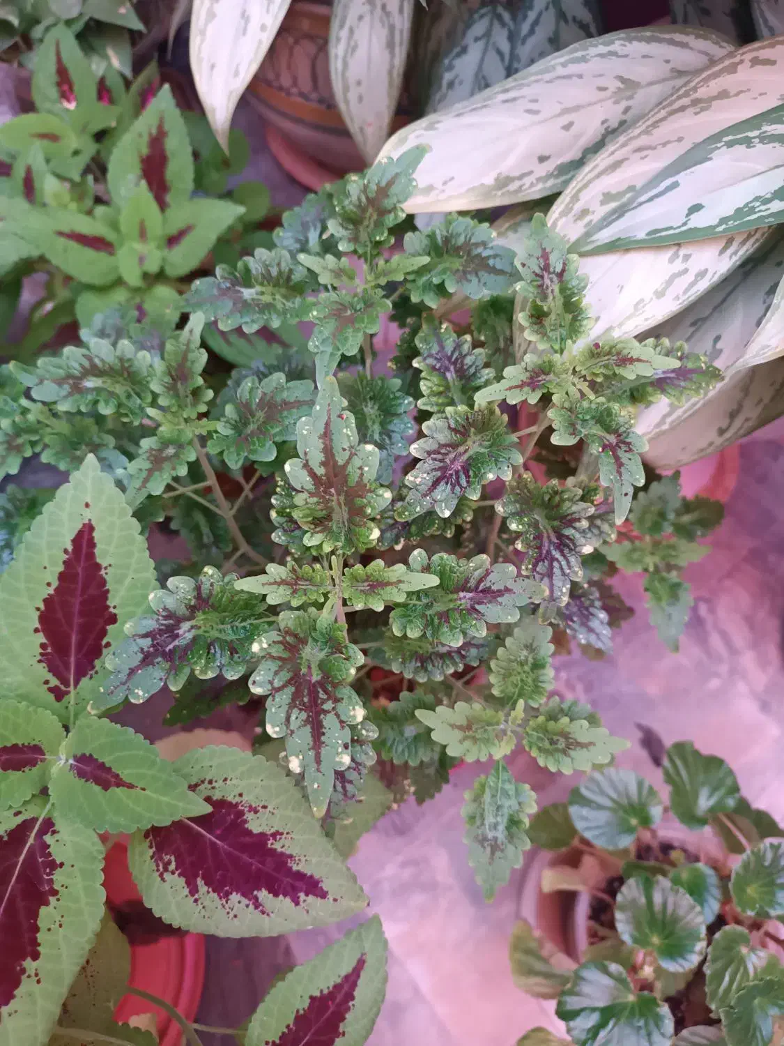 گیاه|آرایشی، بهداشتی، درمانی|نورآباد, |دیوار