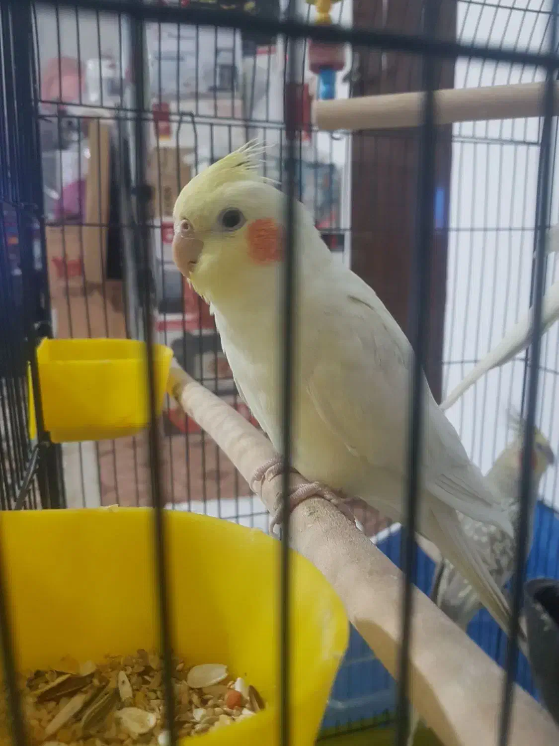 عروس هلندی|پرنده|فردیس, شهرک ارم|دیوار