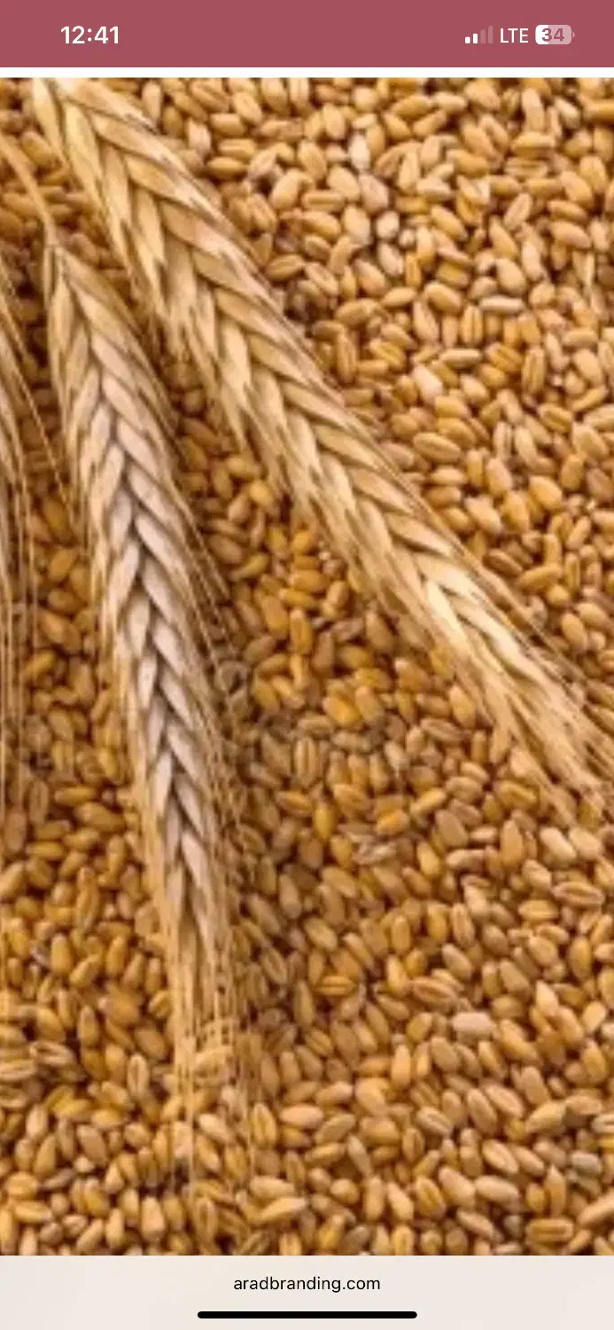 بذر گندم|خدمات باغبانی و درختکاری|گرگان, |دیوار