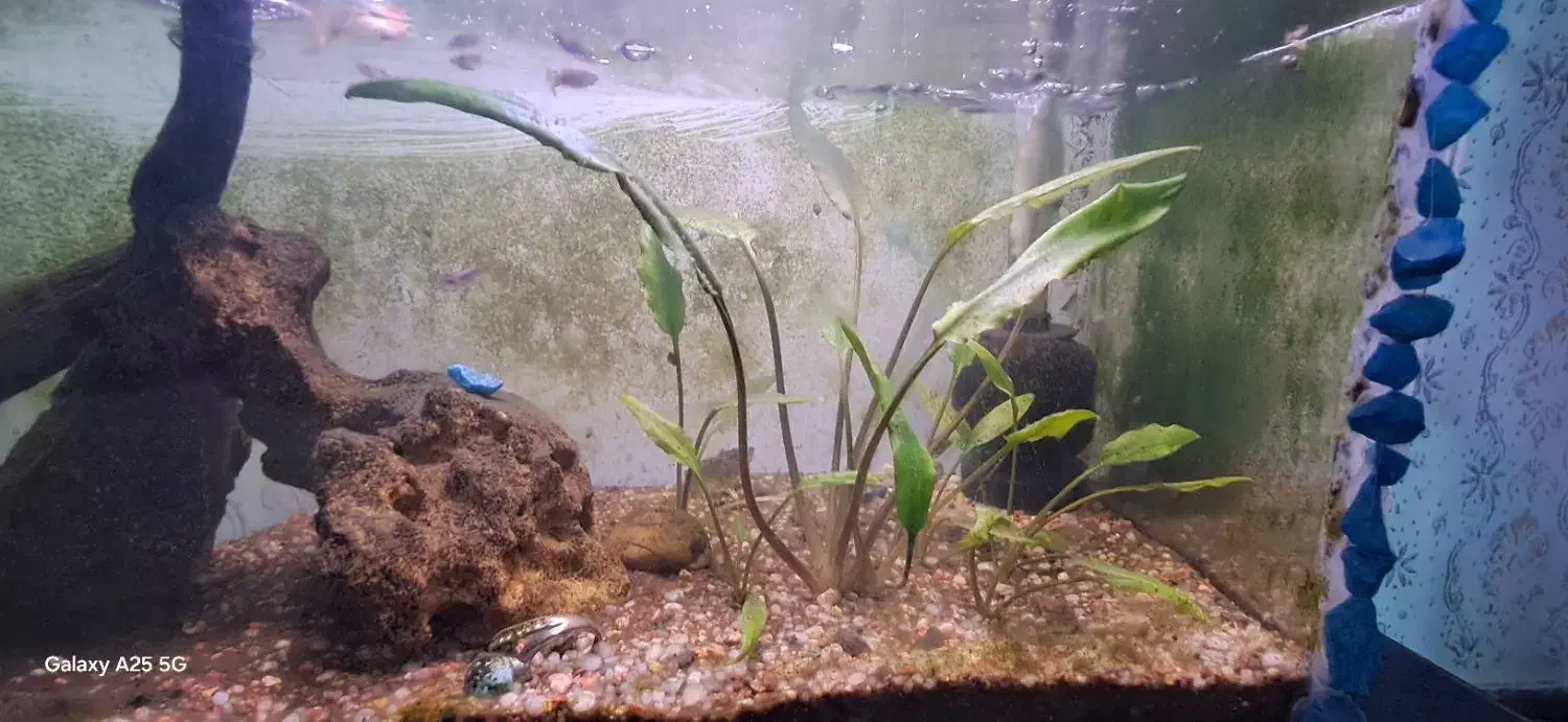 اکواریوم ۵۰ سانتی پلنت با لوازم و ماهی|ماهی|رشت, حومه رشت|دیوار