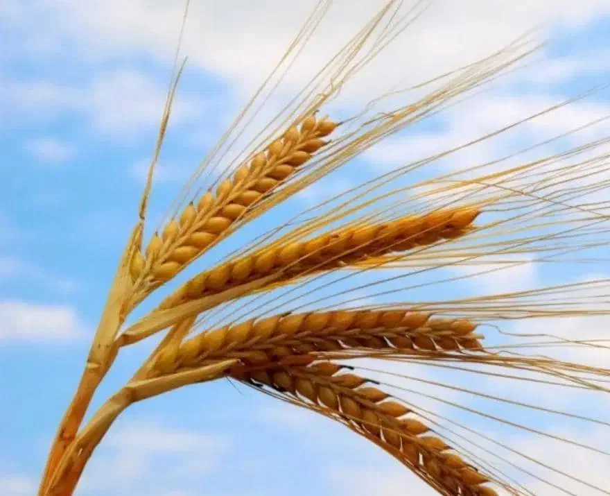 گندم بذری ریجاب|خوردنی و آشامیدنی|ایوان, |دیوار