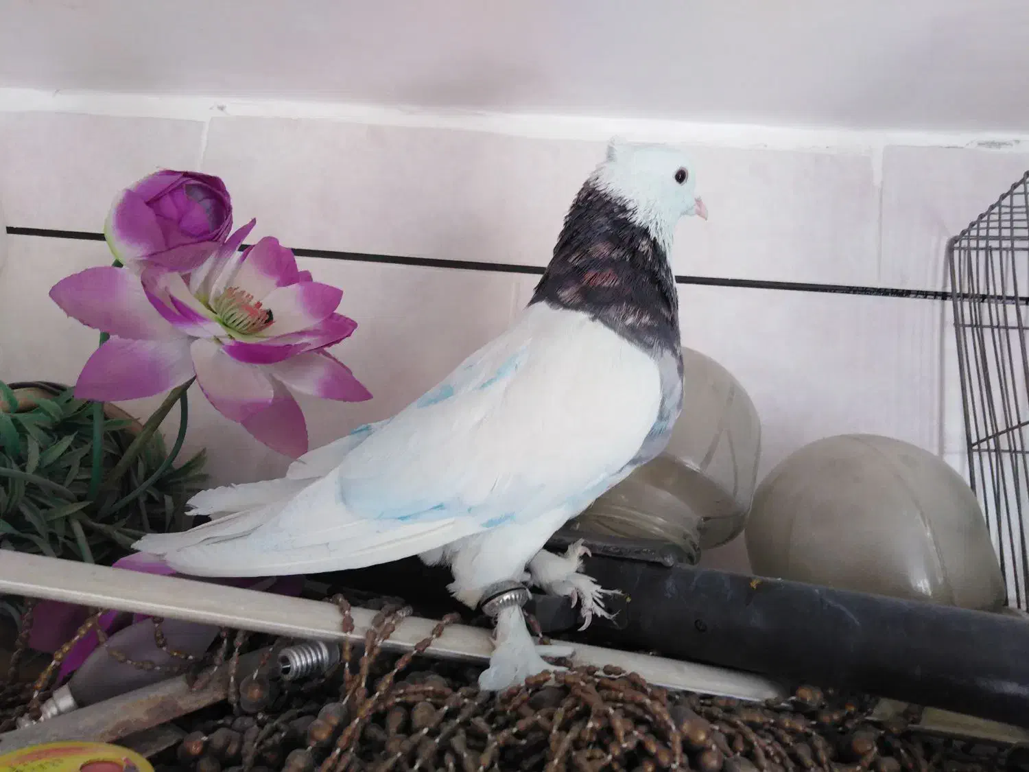 کبوتر طوقی هفت رنگ نر|پرنده|خمینی‌شهر, |دیوار