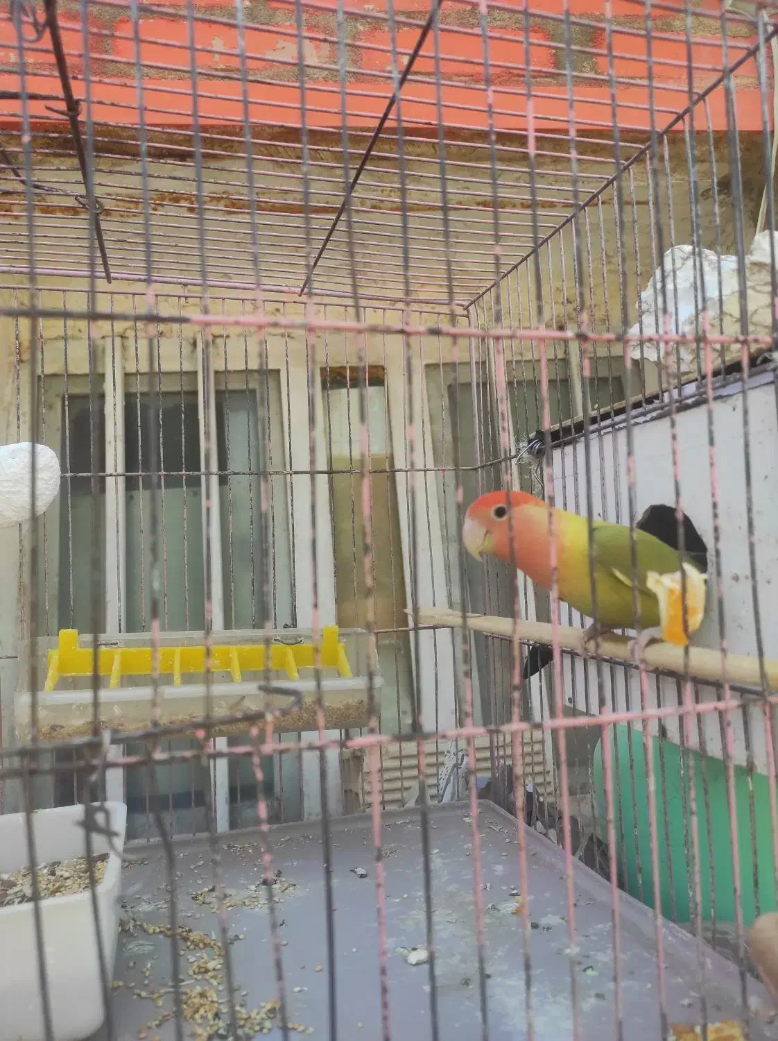 پرنده گمشده|پرنده|مسجد سلیمان, |دیوار