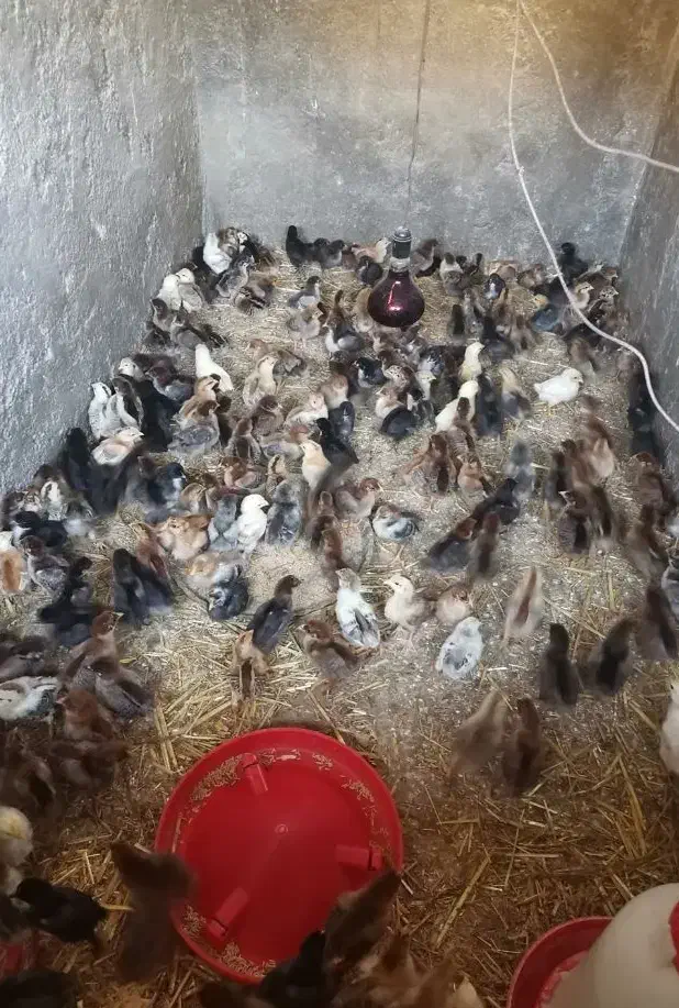 دستگاه جوجه کشی 504 تای هدایت|حیوانات مزرعه|تاتار علیا, |دیوار