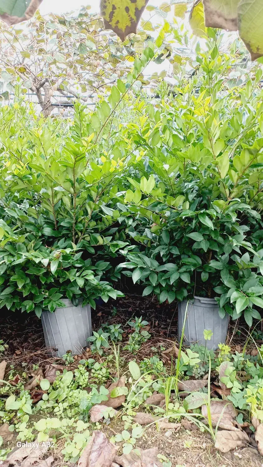 یاس هلندی آماده فروش|گل و گیاه طبیعی|چابکسر, |دیوار