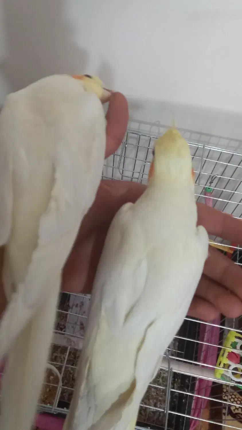 عروس هلندی|پرنده|کهریزک, |دیوار