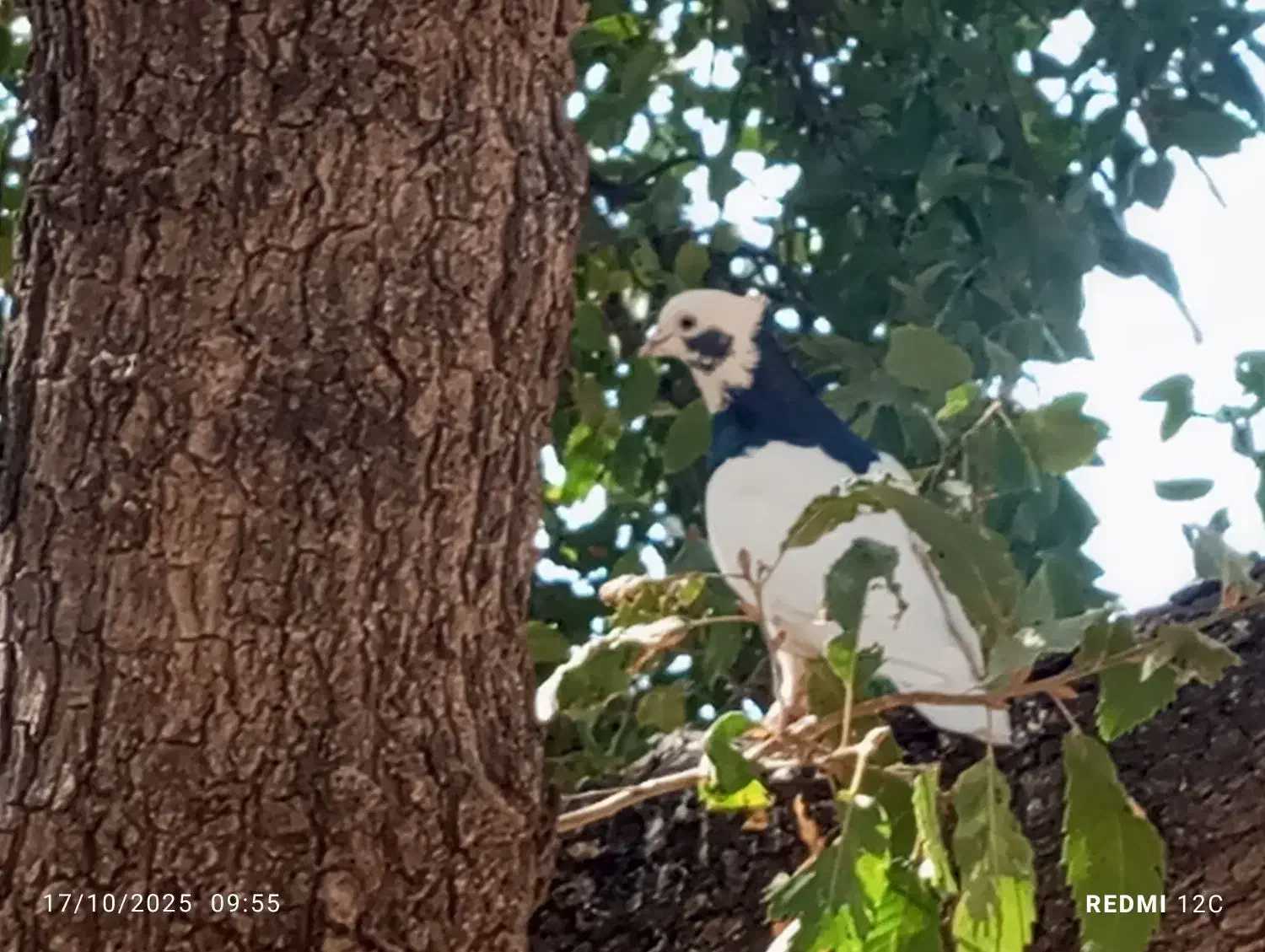 کبوتر طوقی|پرنده|کوهمره, |دیوار