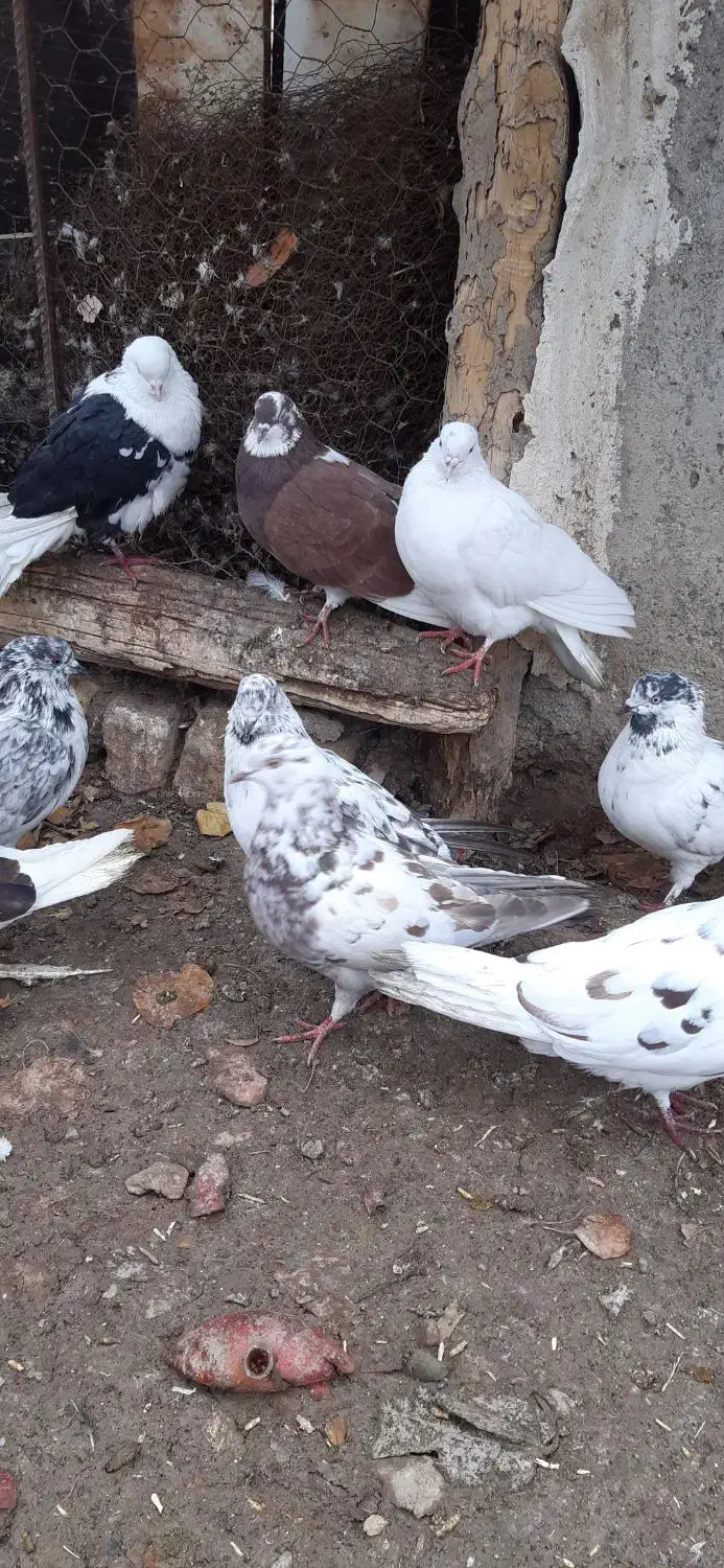 کبوتر غریبگیری|پرنده|ساوه, |دیوار