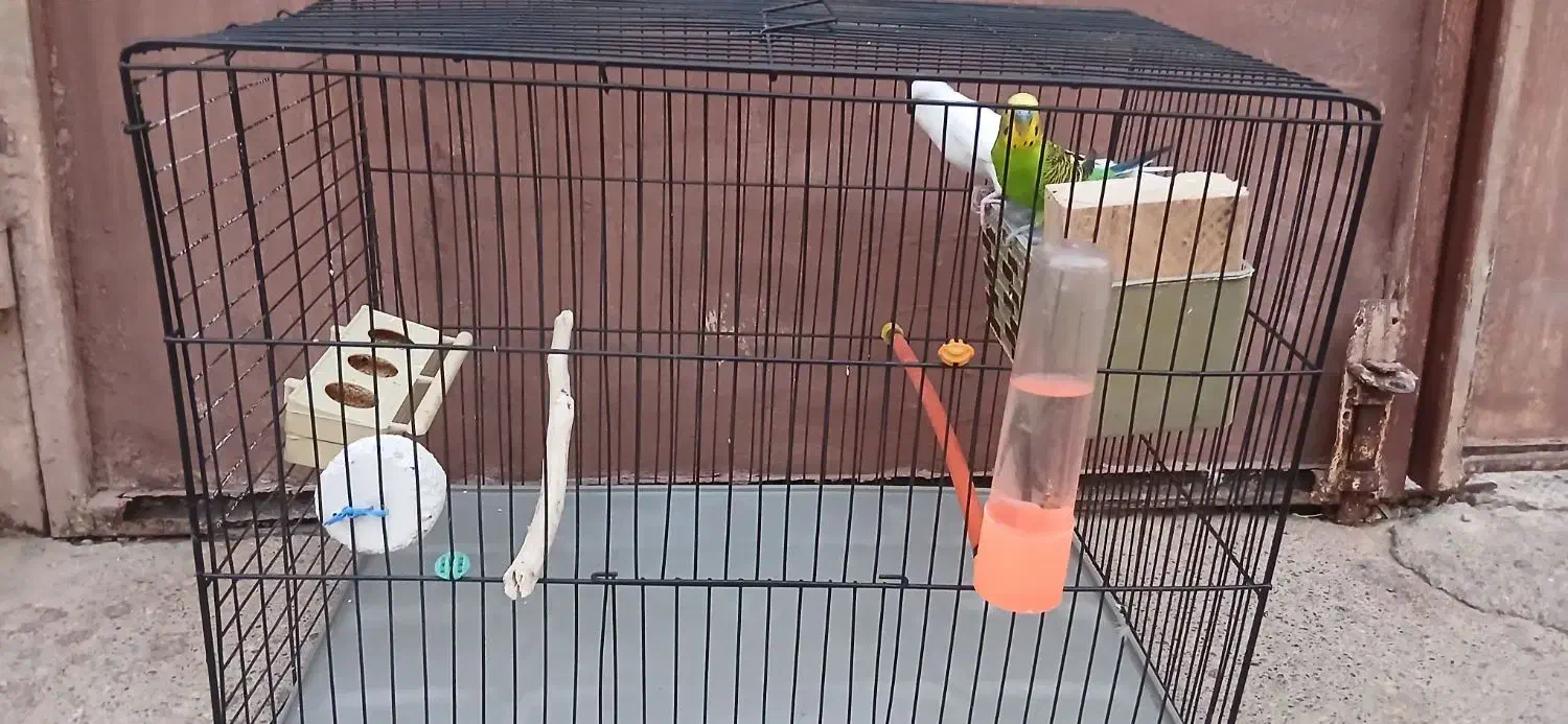 مرغ عشق مولد|پرنده|مسجد سلیمان, |دیوار