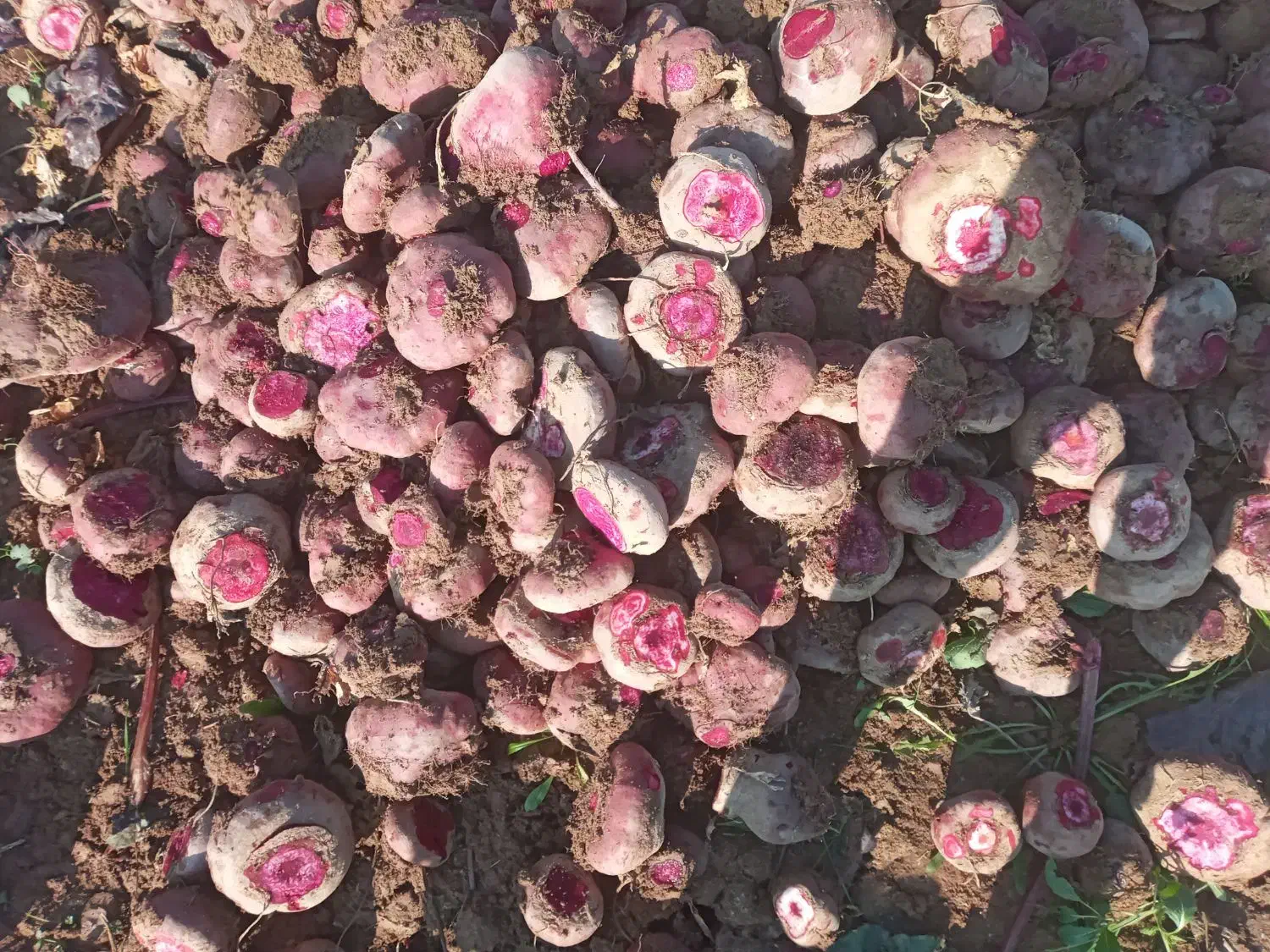 چغندر درشت|حیوانات مزرعه|دشتابی, |دیوار