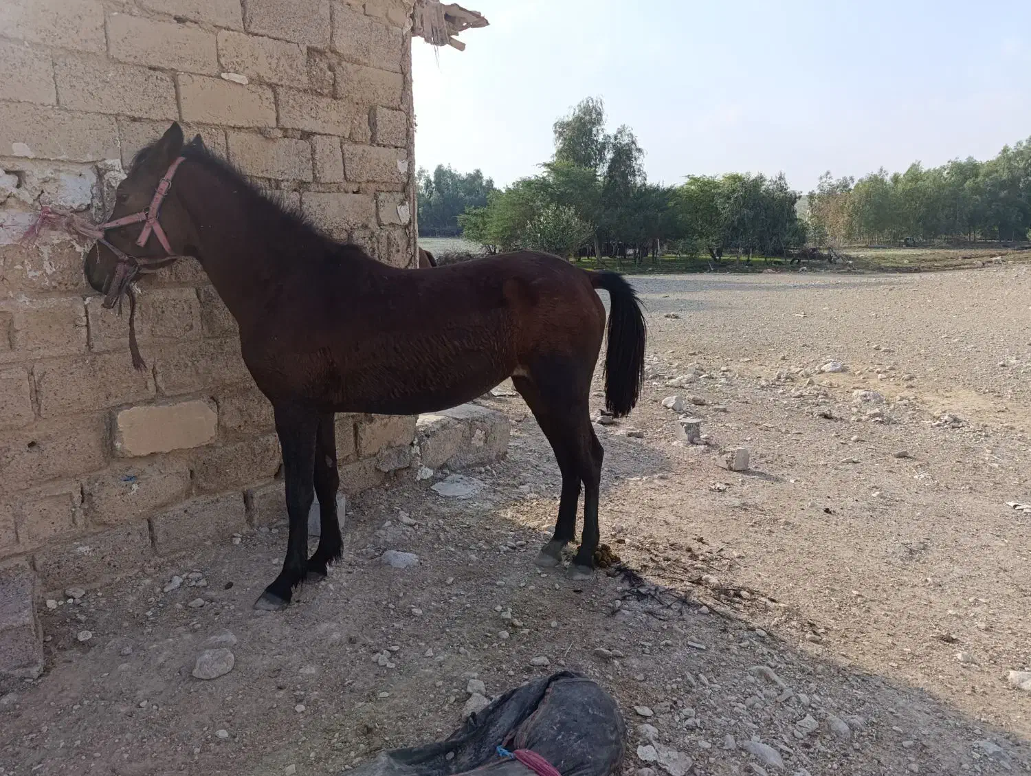 اسب|اسب و تجهیزات اسب‌سواری|دهلران, |دیوار