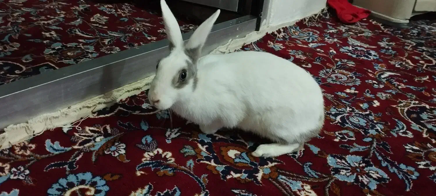 خرگوش زیبا وبازیگوش|موش و خرگوش|گهواره, |دیوار