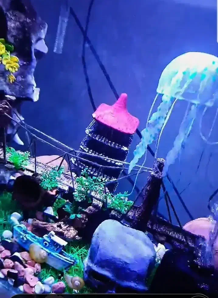 آکواریوم|ماهی|کرمانشاه, |دیوار