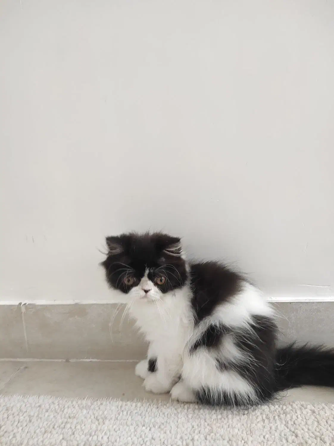 پرشین|گربه|ایلام, |دیوار