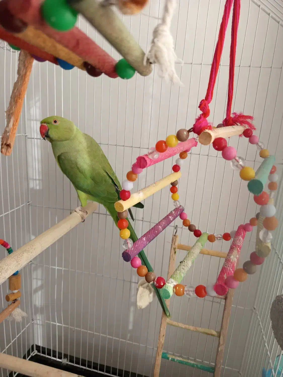 طوطی ملنگو سبز|پرنده|رستم‌آباد, |دیوار